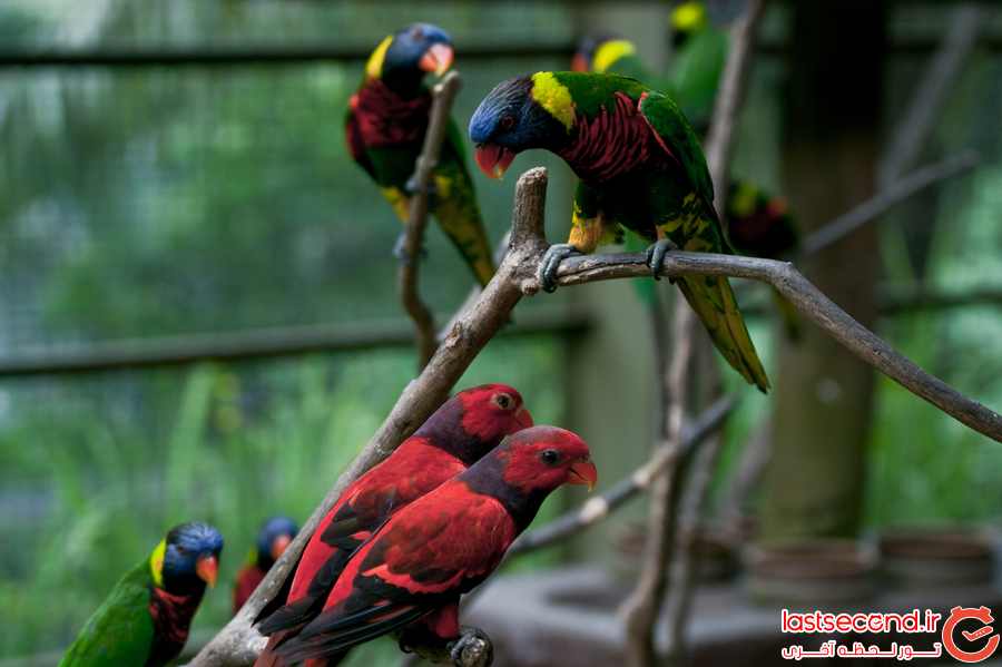 باغ پرندگان کوالالامپور