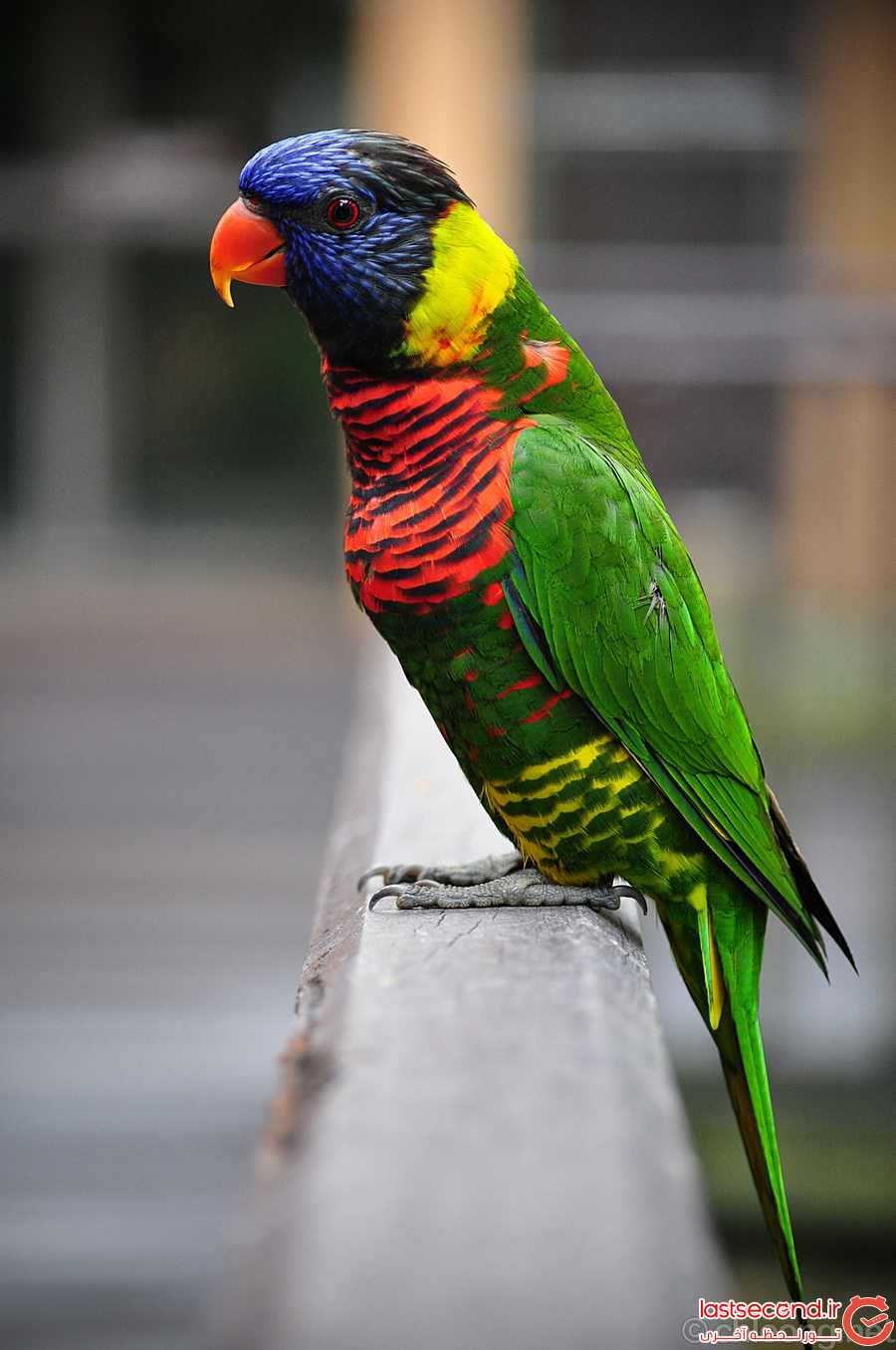 باغ پرندگان کوالالامپور