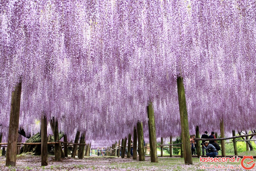 پارک گل آشیکاگا، ژاپن 