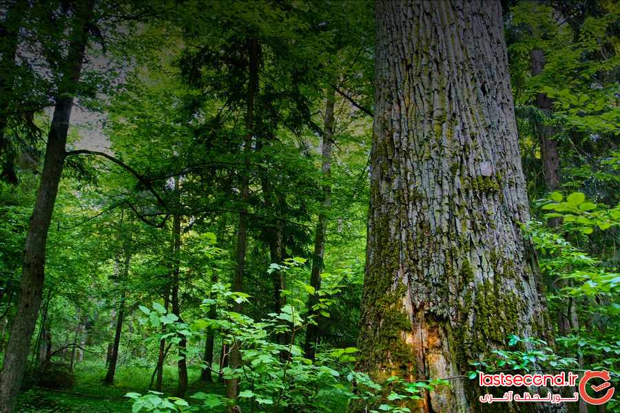 ‏سرنوشت آخرین جنگل کهن اروپا چه شد ؟ ‏ ‏‏ ‏‏ ‏ ‏ ‏  ‏  ‏ ‏ ‏ ‏‏ ‏
