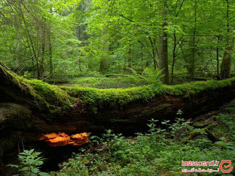 ‏سرنوشت آخرین جنگل کهن اروپا چه شد ؟ ‏ ‏‏ ‏‏ ‏ ‏ ‏  ‏  ‏ ‏ ‏ ‏‏ ‏
