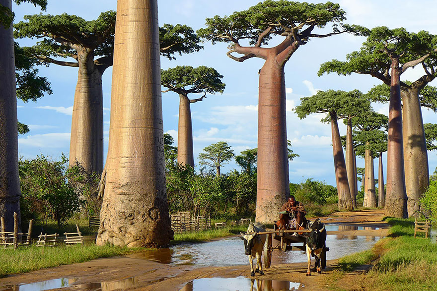 16 درخت شگفت انگیز جهان + تصاویر 1