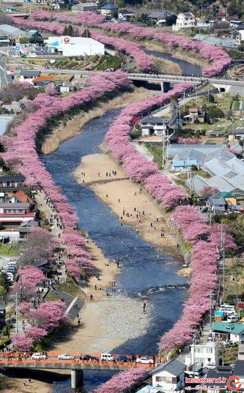  جشنواره شکوفه ها در ژاپن   