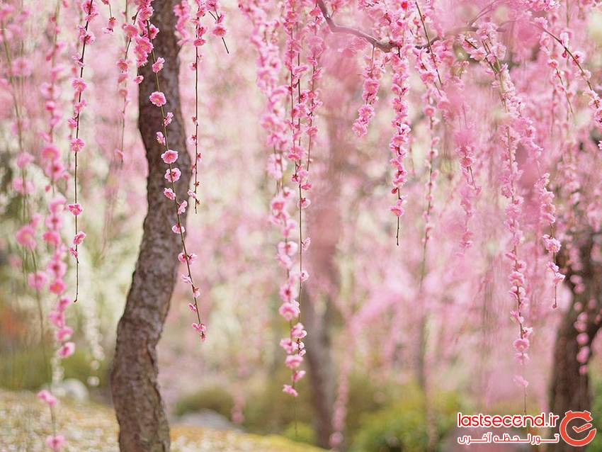  جشنواره شکوفه ها در ژاپن   