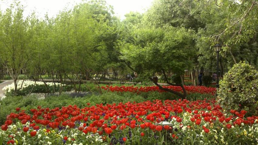 فرصت دیدن لاله ها در باغ ایرانی را از دست ندهید + تصاویر | لست سکند