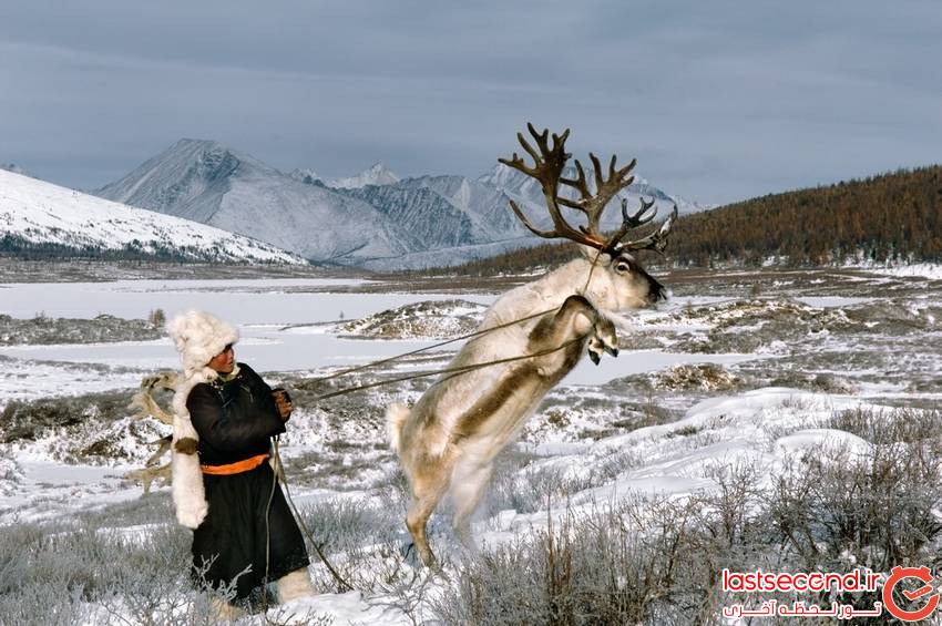  تصاویری زیبا از  زندگی مردم مغولستان با گوزن ها   