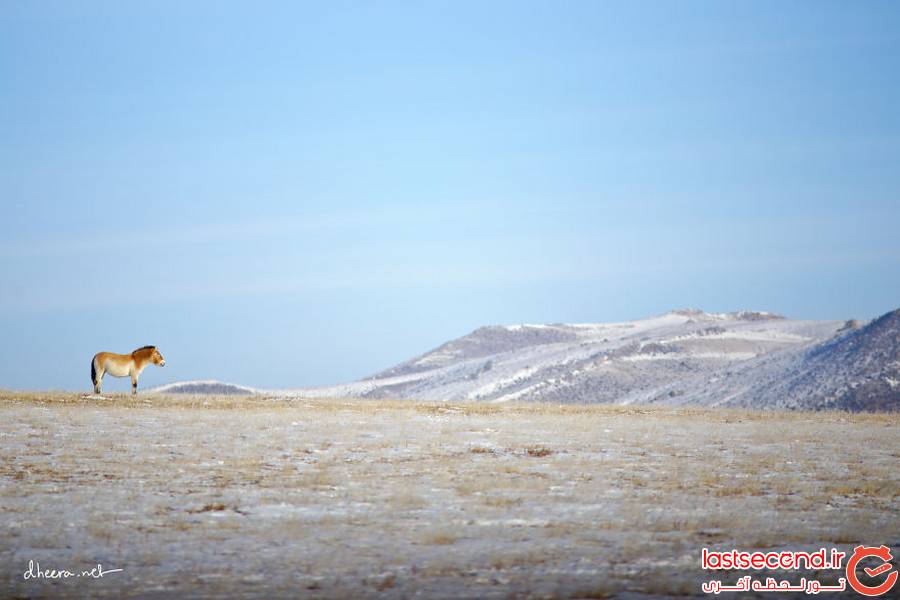 تصاویری زیبا از زمستان سرد ولی فوق العاده زیبا در مغولستان 