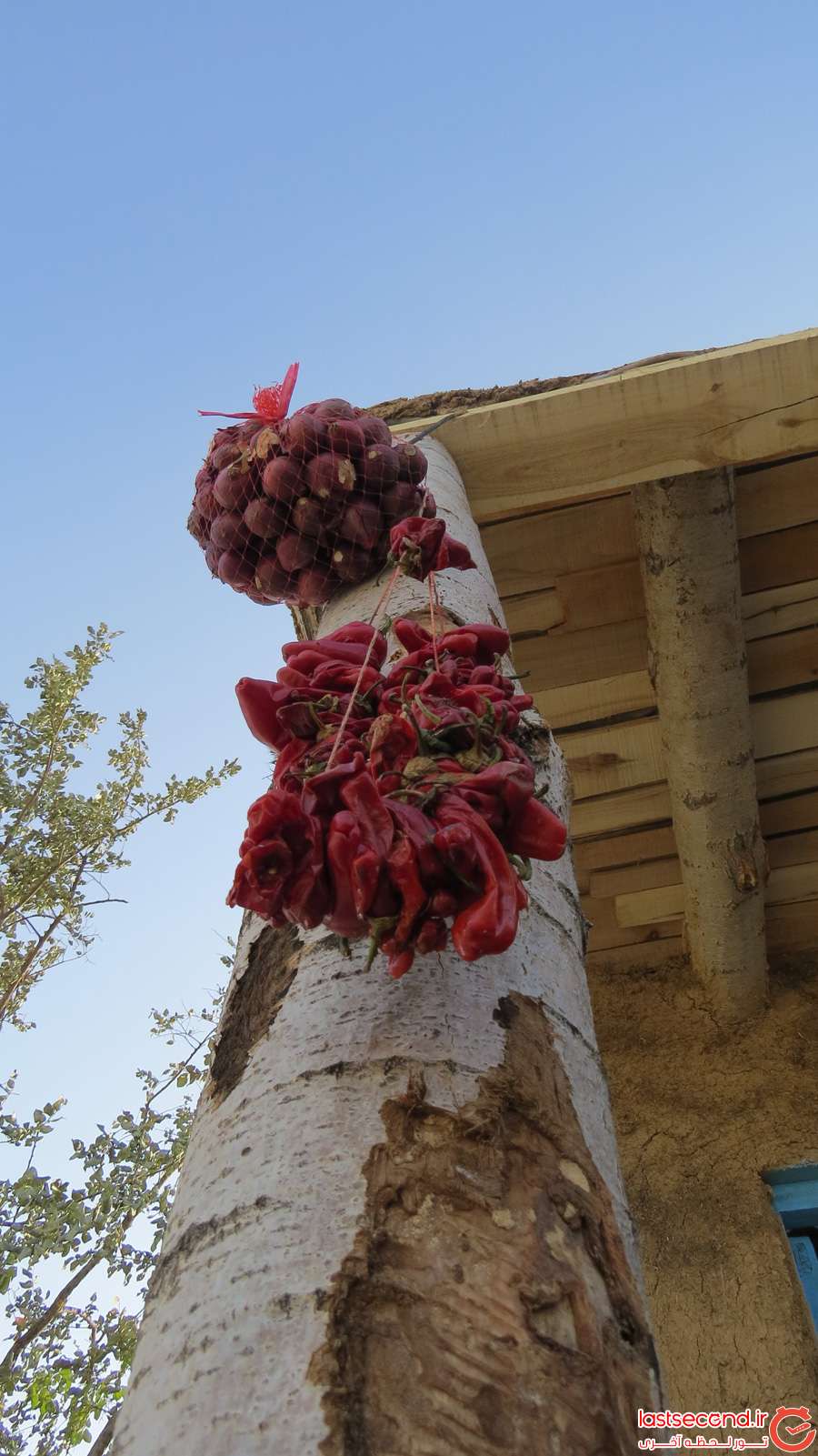  جشن انگور  در ارومیه   