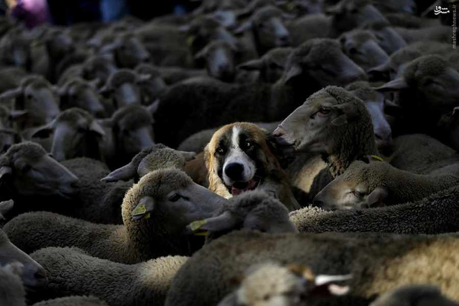  تصاویری جالب از راهپیمایی گوسفندها در مادرید    