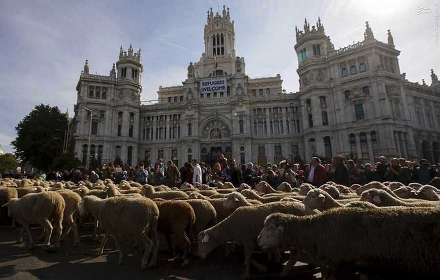 تصاویری جالب از راهپیمایی گوسفندها در مادرید    