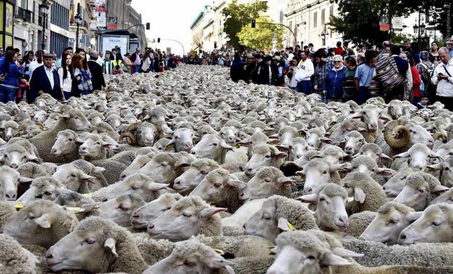تصاویری جالب از راهپیمایی گوسفندها در مادرید    