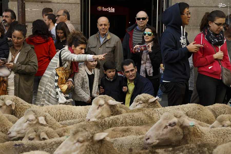  تصاویری جالب از راهپیمایی گوسفندها در مادرید    