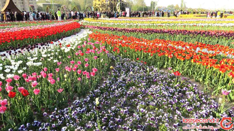  جشنواره گل ارومیه