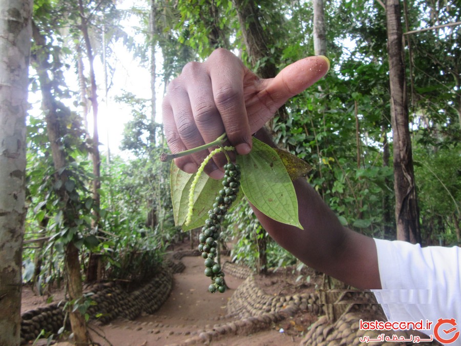 سفر به سرزمین چای و طبیعت (سفرنامه سریلانکا)  