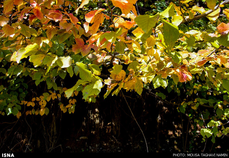  پاییز خیره کننده در گردنه حیران