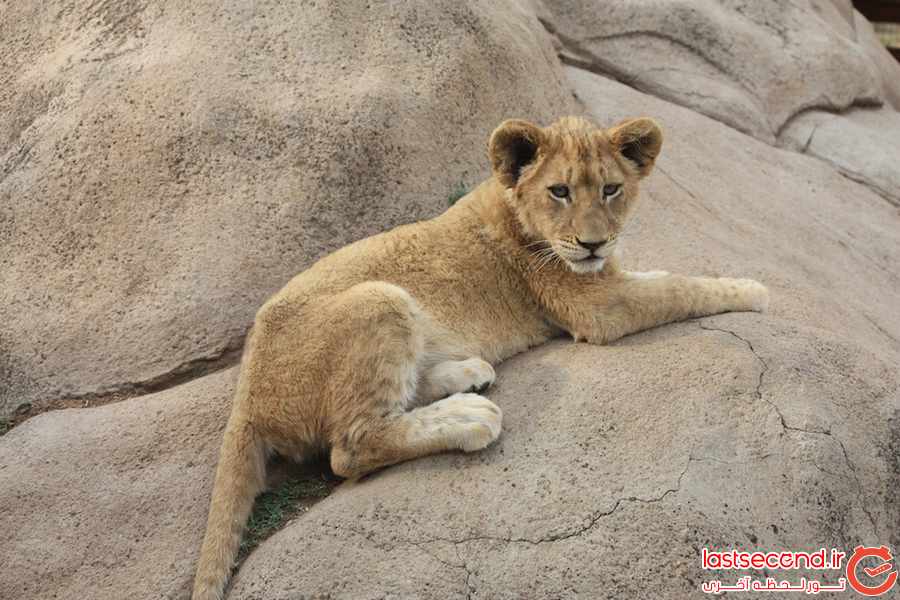 تور آفریقای جنوبی - نوروز 95 