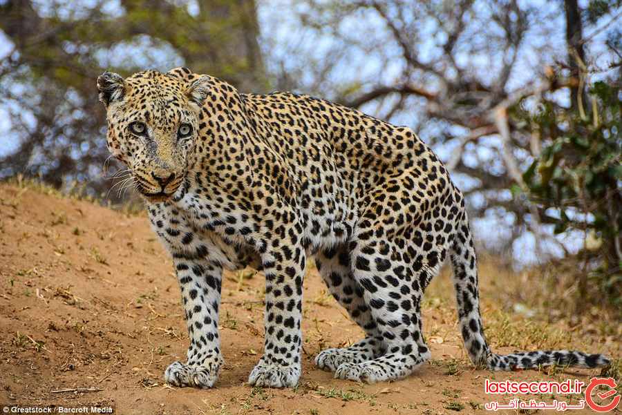 تور آفریقای جنوبی - نوروز 95 