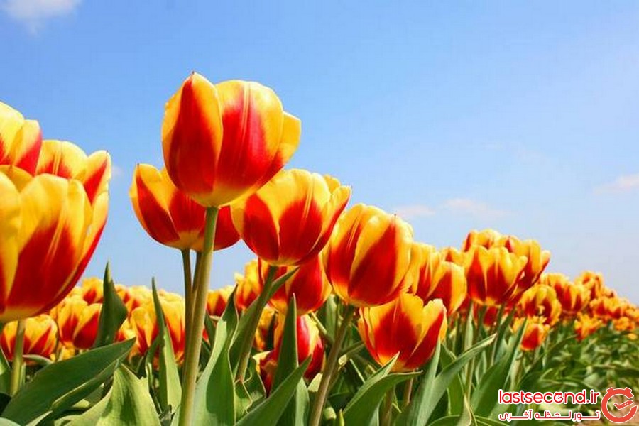کوکنهوف را ببینید 