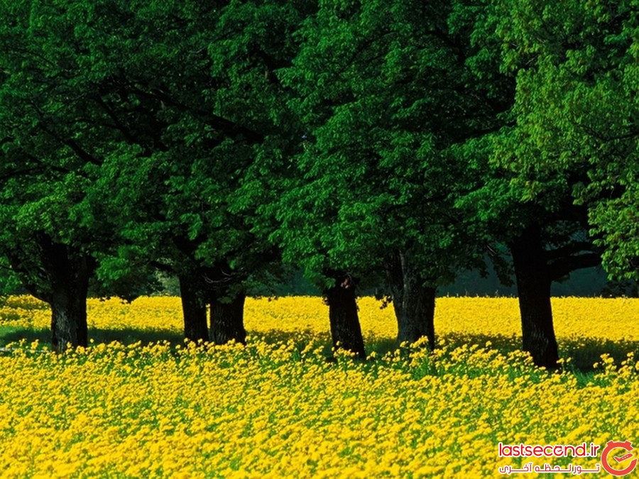 کوکنهوف را ببینید 