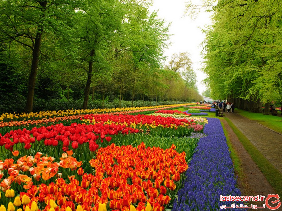 کوکنهوف را ببینید 