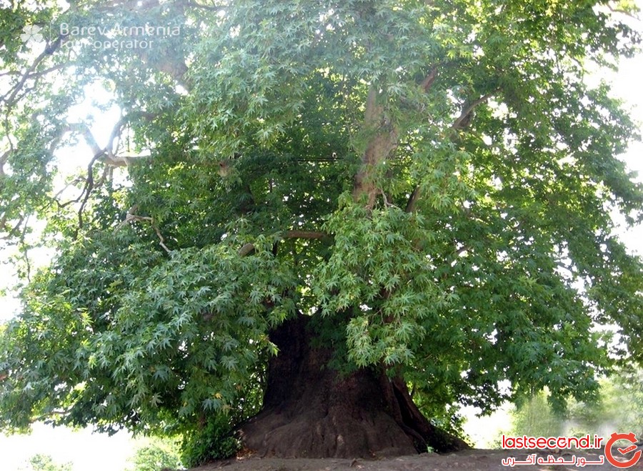 ‎‏تنژری : درخت 2000 ساله