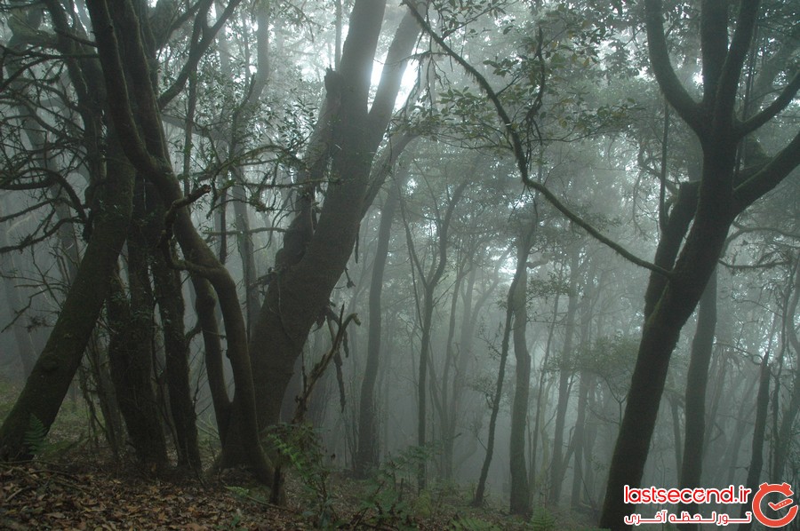 زیباترین جنگل های ابر دنیا 
