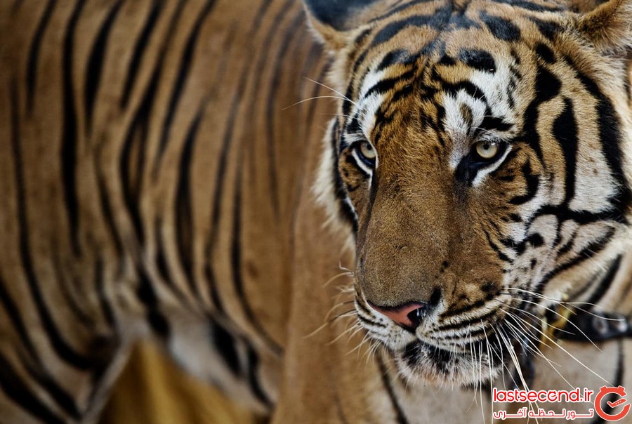 جالب توجه ترین حیوانات تایلند 