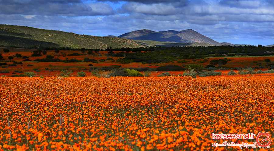 ‏صحرای گل در آفریقای جنوبی ‏ ‏‏ ‏‏ ‏ ‏ ‏  ‏  ‏ ‏ ‏ ‏‏ ‏