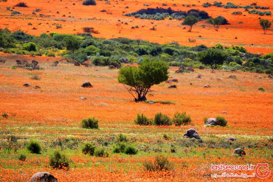 ‏صحرای گل در آفریقای جنوبی ‏ ‏‏ ‏‏ ‏ ‏ ‏  ‏  ‏ ‏ ‏ ‏‏ ‏
