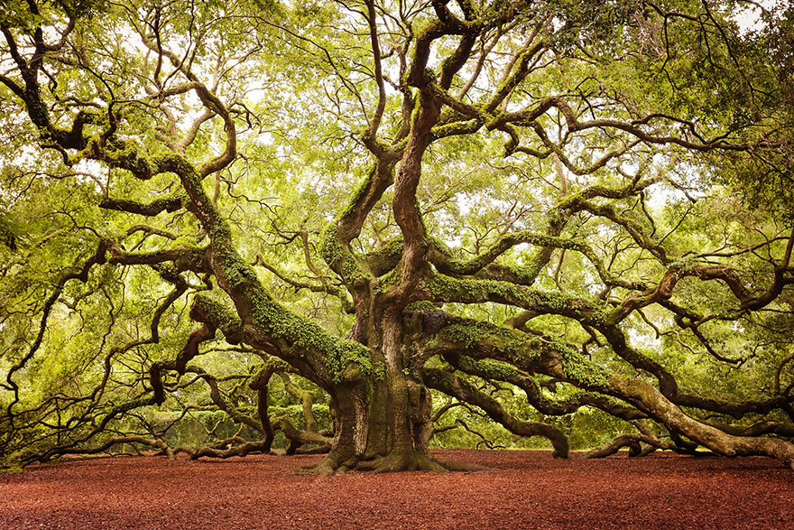 16 درخت شگفت انگیز جهان