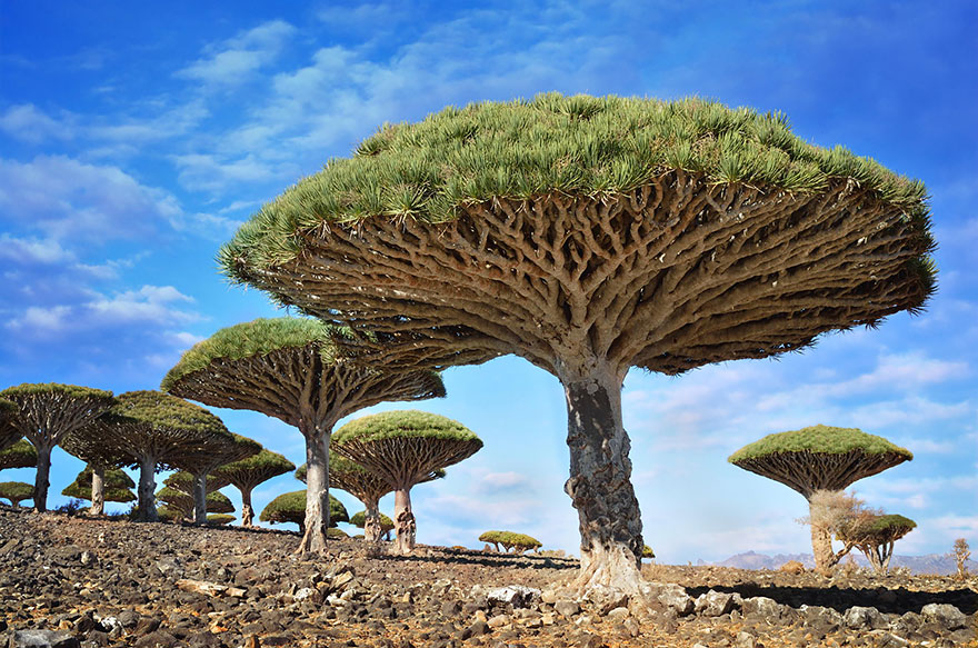 16 درخت شگفت انگیز جهان