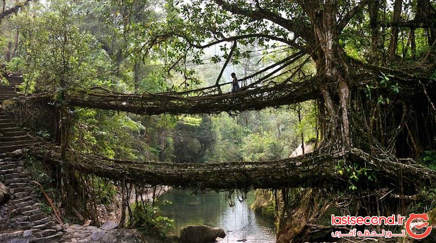  پلی عجیب از ریشه درختان زنده در هندوستان   