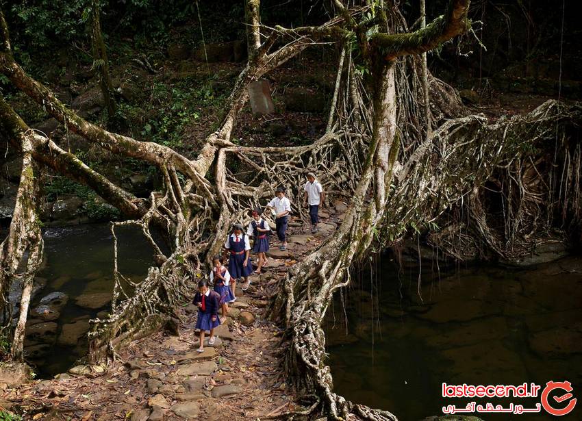  پلی عجیب از ریشه درختان زنده در هندوستان   