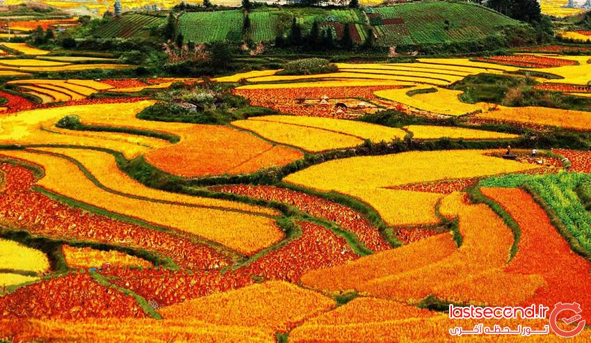  تصاویری بسیار زیبا از مزارع پلکانی در چین‎  