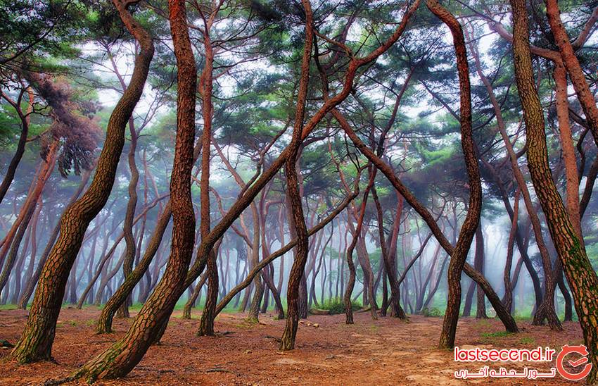  15 جنگل مرموزی که دوست دارید در آنها گم شوید!   