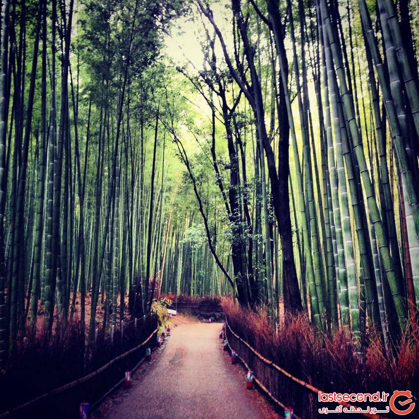  درختان سر به فلک کشیده بامبو در ژاپن   