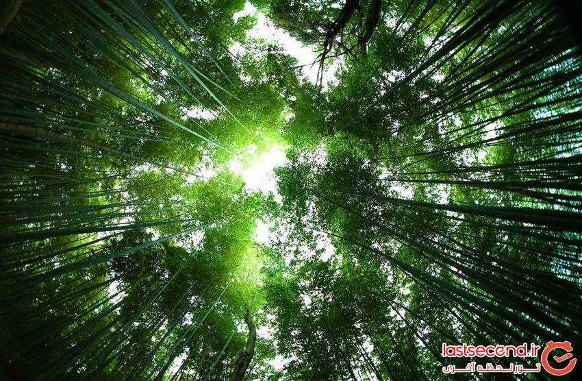  درختان سر به فلک کشیده بامبو در ژاپن   