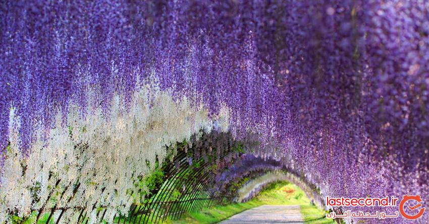 تونل ویستریای ژاپن غرق در گل های ارغوانی   