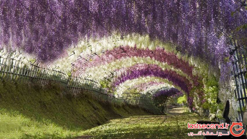  تونل ویستریای ژاپن غرق در گل های ارغوانی   
