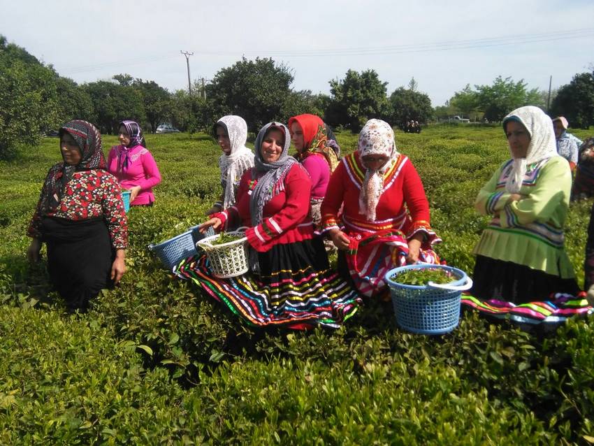  تصاویری دیدنی از برداشت چای سبز در گیلان 