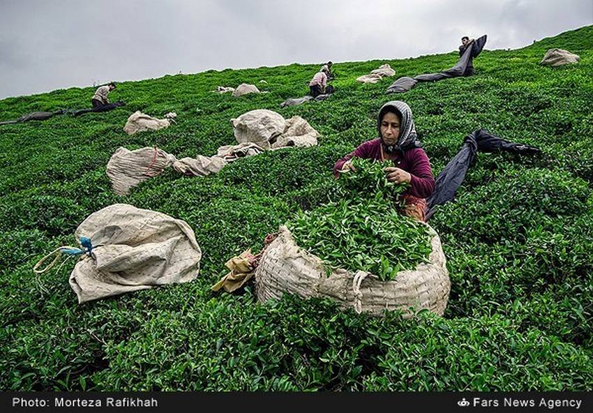 تصاویری دیدنی از برداشت چای سبز در گیلان 