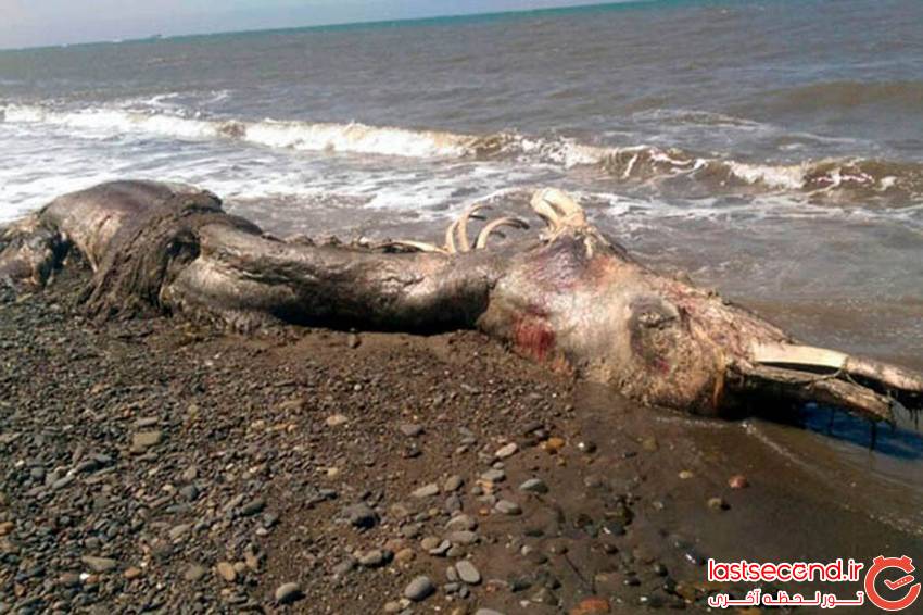  پیدا شدن جسد یک حیوان عجیب الخلقه در روسیه   