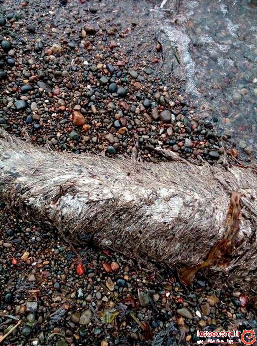  پیدا شدن جسد یک حیوان عجیب الخلقه در روسیه   