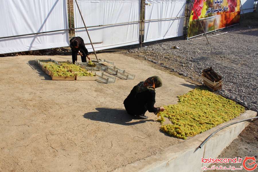 جشن انگور  در ارومیه   