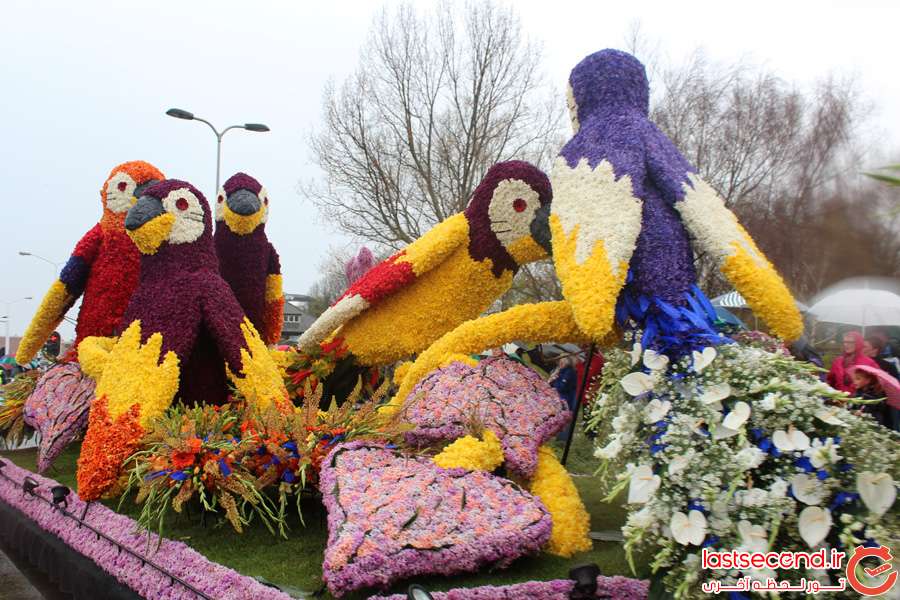  تصاویری زیبا از بزرگترین رژه ی گل در هلند   